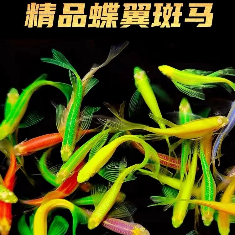 【蝶翼斑马】精品长尾蝶翼斑马热带小型观赏鱼长尾蝶翼包邮包活活体