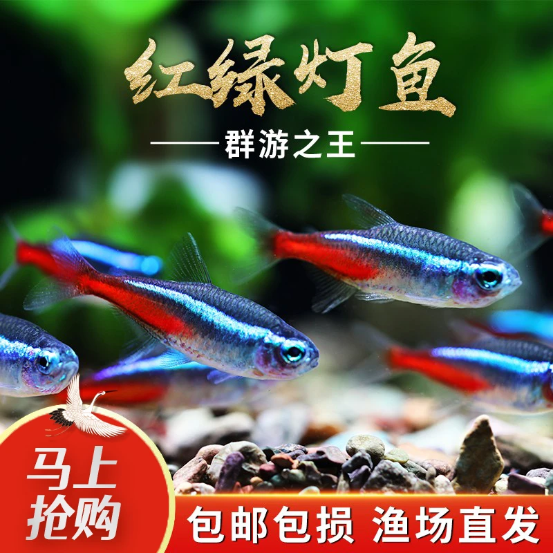 红绿灯小型灯科鱼热带精品观赏鱼淡水宝莲灯鱼活体群游鱼【大尺寸】