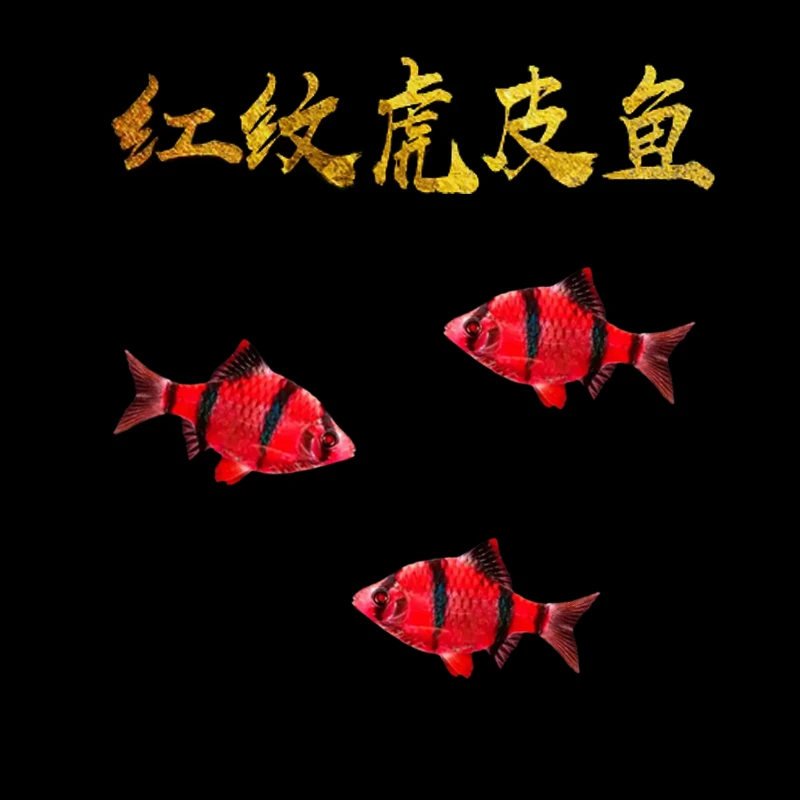 红纹虎皮鱼小型热带鱼活体小虎鱼观赏鱼群游
