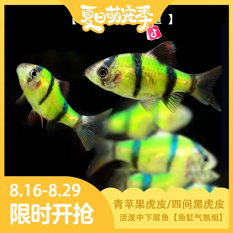 青苹果虎皮鱼黄金黑虎皮鱼【2-3厘米】小型热带鱼活体小虎鱼混养