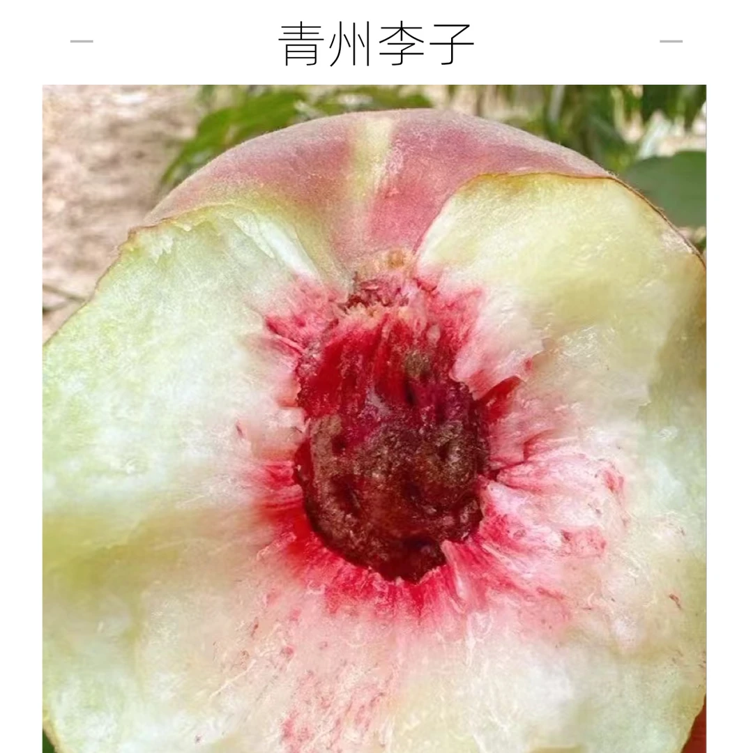 正宗青州蜜脆甜多汁香甜清脆鲜嫩包赔爽口蜜甜甜蜜新鲜特产