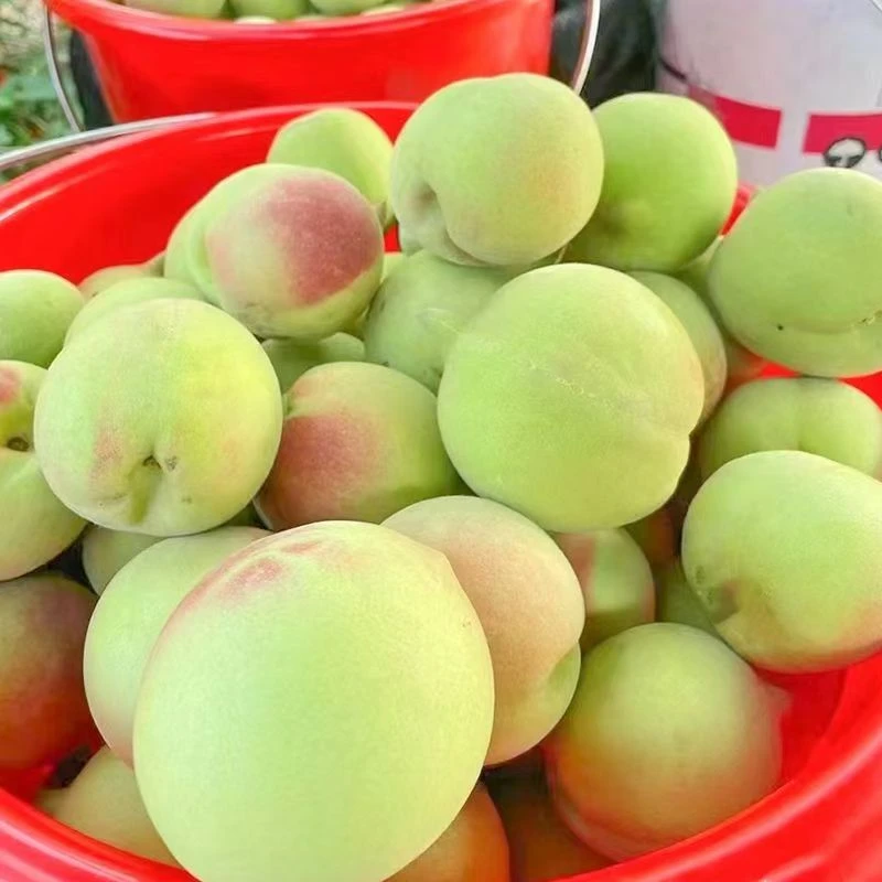 正宗青州蜜脆甜多汁香甜清脆鲜嫩包赔爽口蜜甜甜蜜新鲜特产