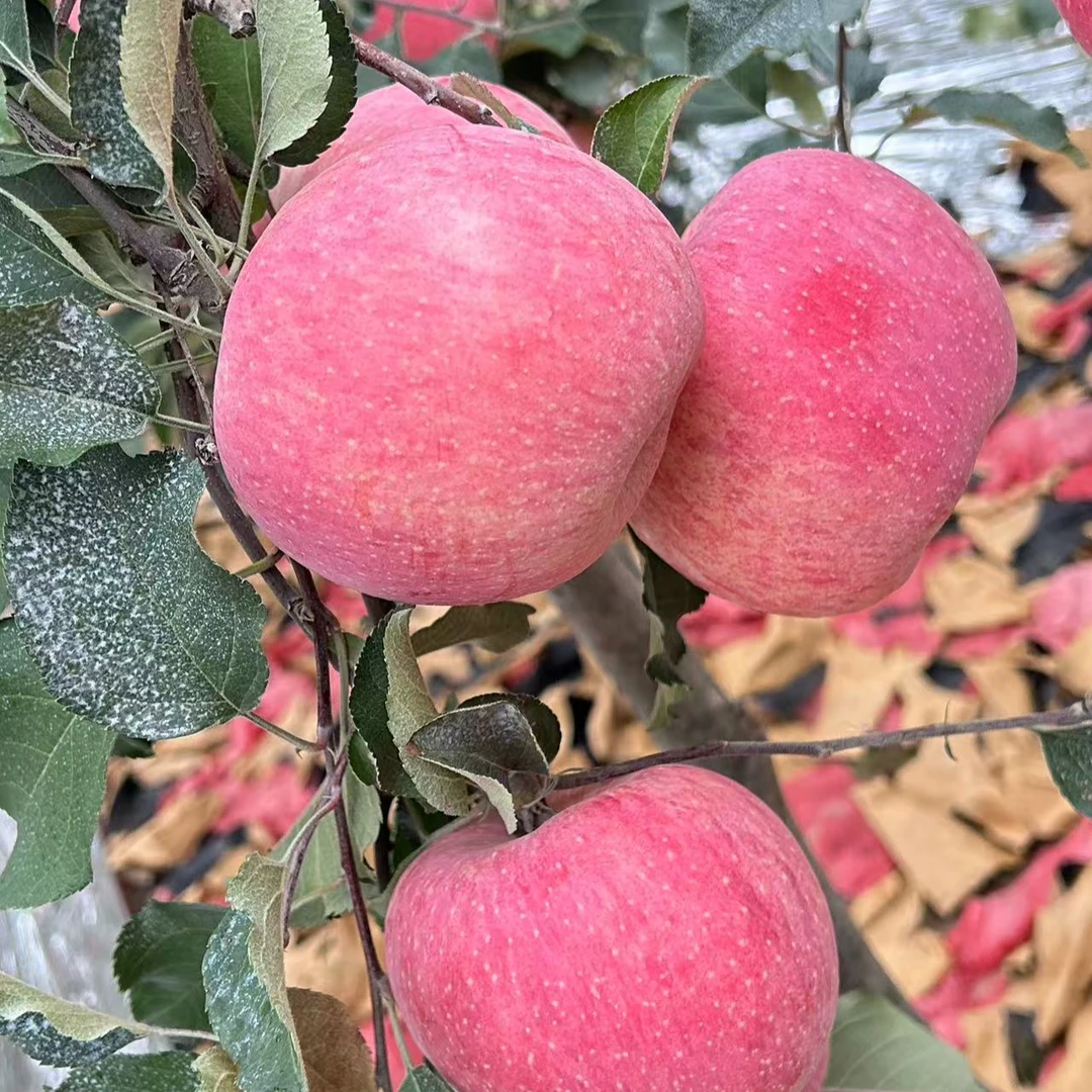 水果蔬菜【新鲜现开】泰国金枕6A级金枕水果苹果
