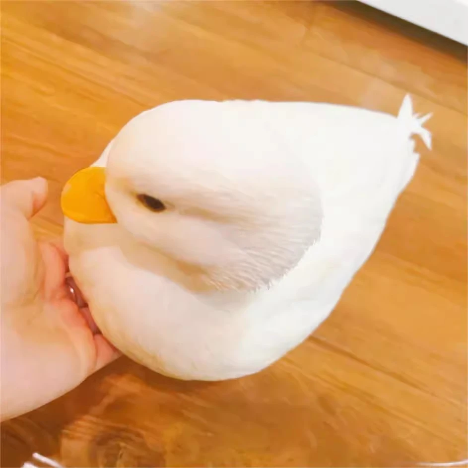 柯尔鸭活物宠物纯种可达鸭科尔鸭幼仔宠物鸭柯达柯鸭子赛级基地