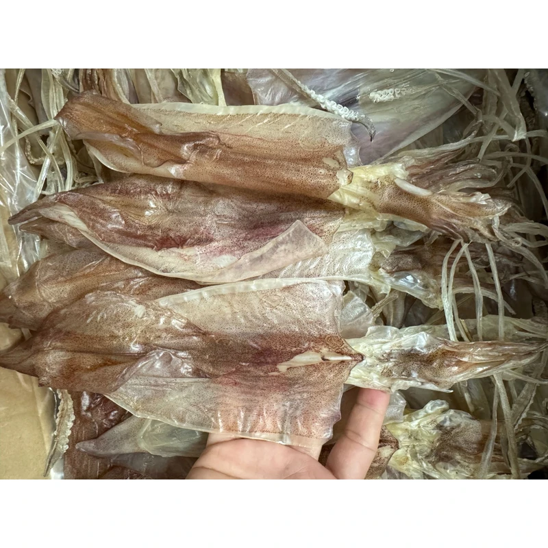 汕尾本港船10 头  4头 鱿鱼 汕尾海味产品特产