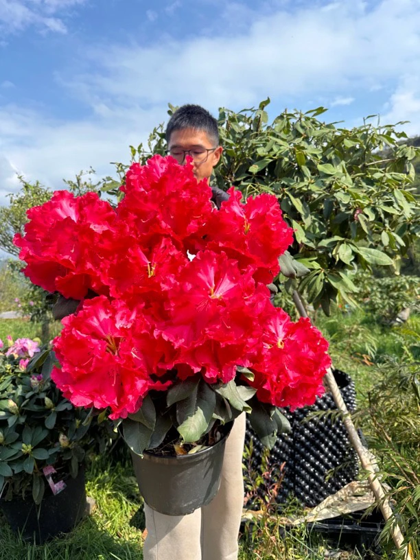 玛丽塔C5盆大苗  原盆原土带花苞发货