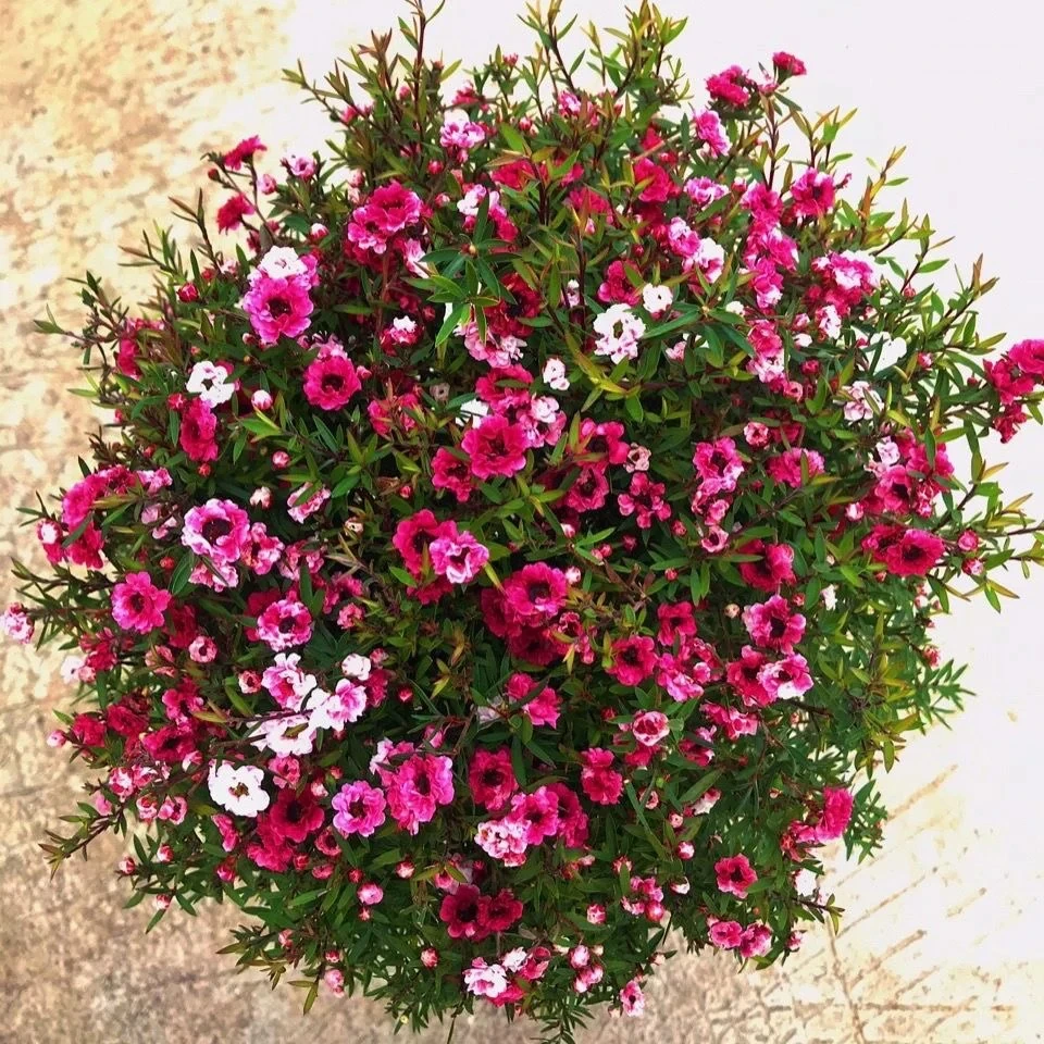 澳洲松红梅多色绿植花卉盆栽阳台客厅庭院带原盆原土带花苞好养活