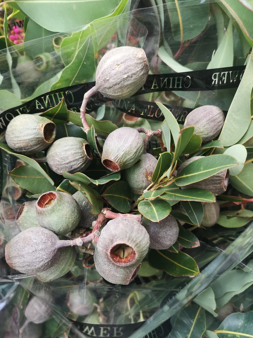 进口僵尸果 豌豆射手 可做干花 水培鲜切花 顺丰包邮