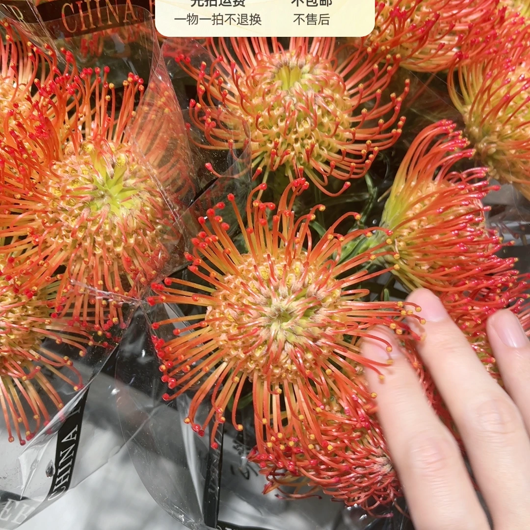 【南非进口针垫花】