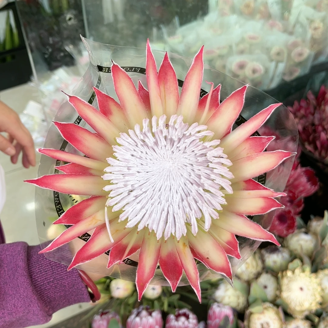 【南非进口花材】【红色帝王花】【顺丰发货】【空运包邮】特殊养护修剪