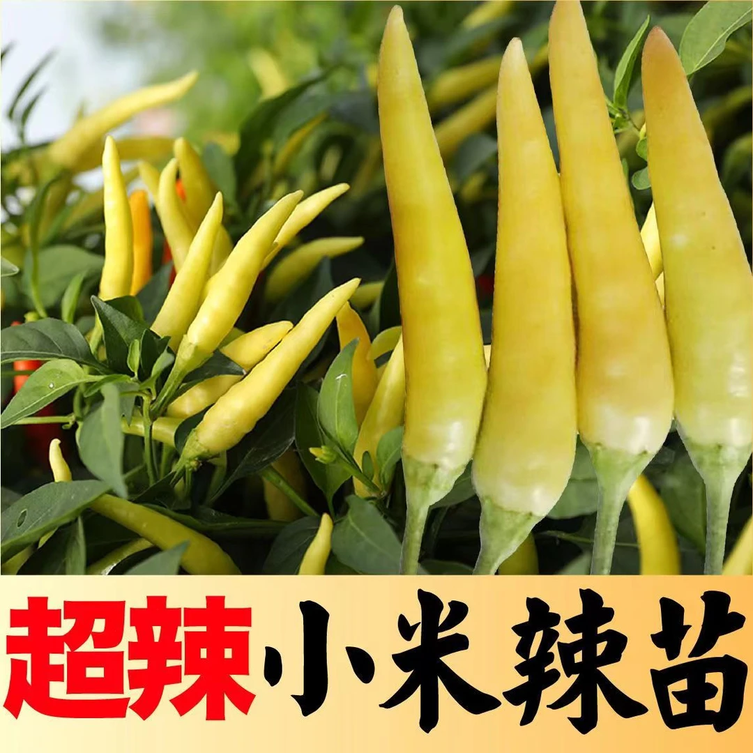 腌制泡椒用黄色小米辣苗秧种子特辣朝天椒种籽阳台盆栽辣椒苗带土