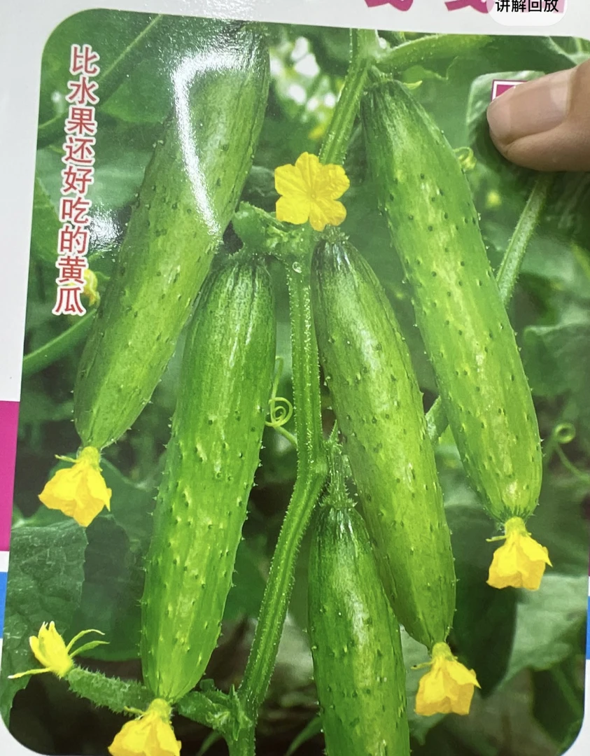 全磁香黄瓜种子50粒