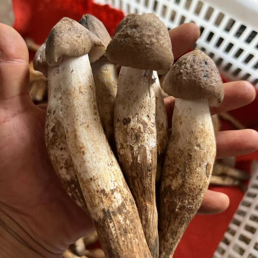 广东荔枝菌夏至菇野生菌鸡枞菌清甜无渣新鲜煲汤食材500g