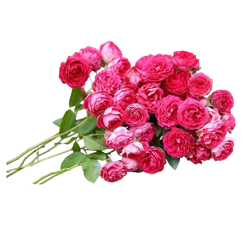 四季开花爬藤月季花苗 多头垂吊花墙拱门蔷薇植物胭脂扣庭院