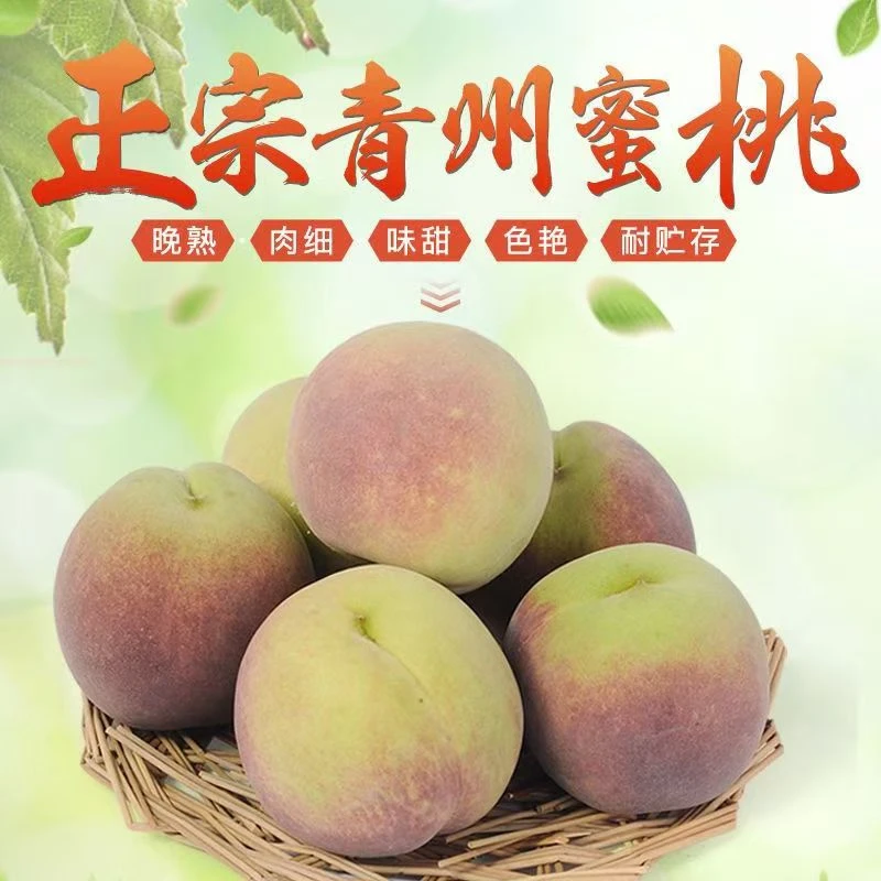 《坏果包赔》果园直发新鲜采摘青州蜜桃毛桃3斤-5斤装香甜多汁