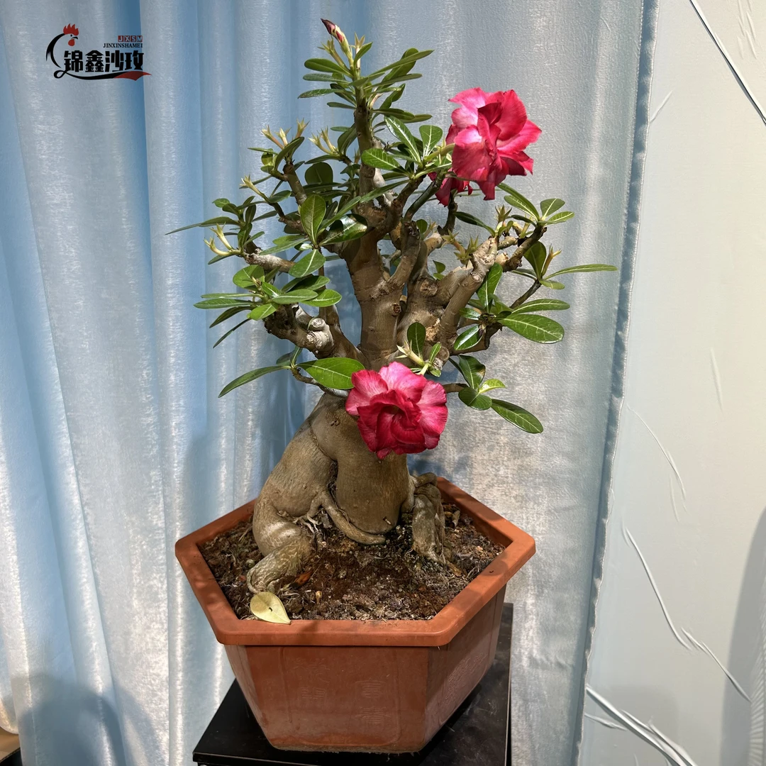 001【一物一拍】精品沙漠玫瑰老桩四季开花阳台室外易养植物盆栽