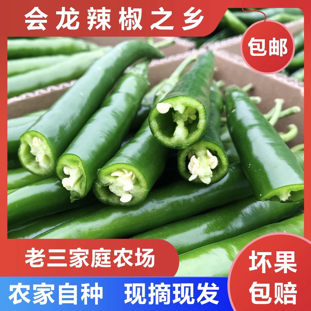 农户自种新鲜二荆条《青线椒》现摘现发青线椒微辣2斤3斤5斤 尖椒