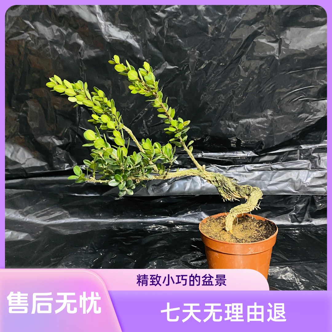 【一物一拍直播间】黄杨盆景基地直发四季长青绿植室内外耐寒翠绿