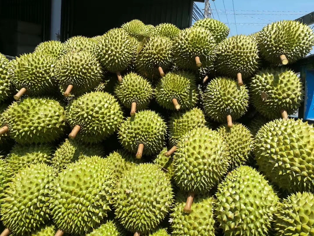 双A果 树上熟金枕头榴莲 （默认扒果）榴莲同城配