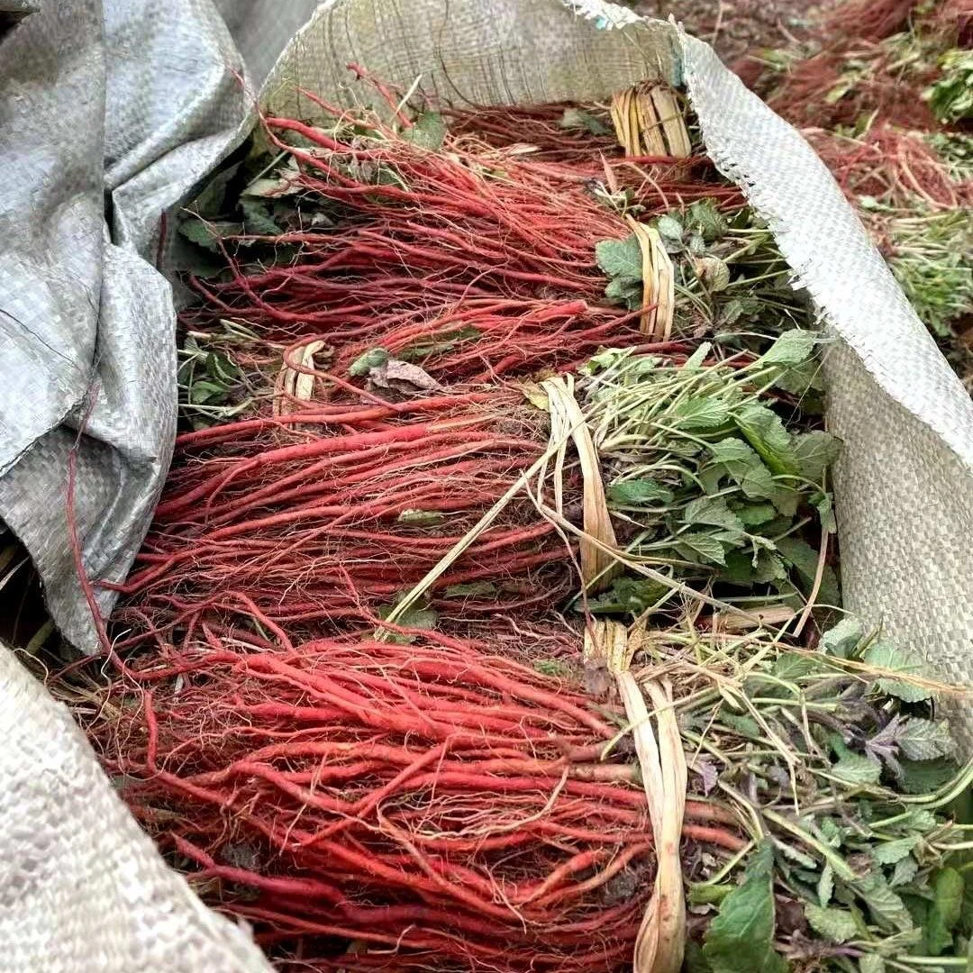 新鲜丹参苗批发紫花丹参苗