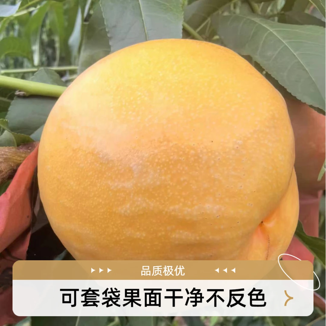 2024新品种苗木预定 先发资料12月起苗发货  12一株