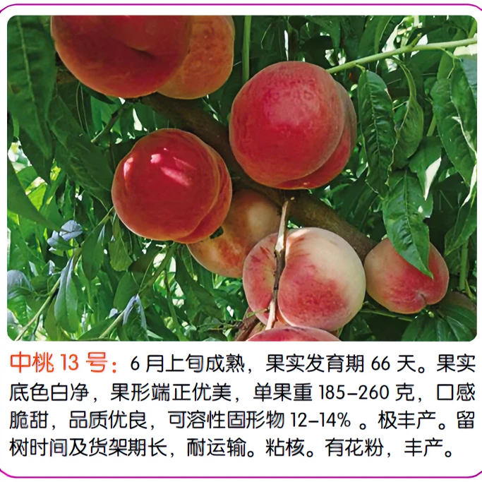 中桃13号郑果所新品种桃树苗早熟硬质白肉毛桃形状优良苗木纯