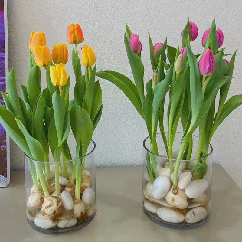 【9.9元多色混色郁金香种球】混色发货 阳台庭院盆栽地栽花卉种球