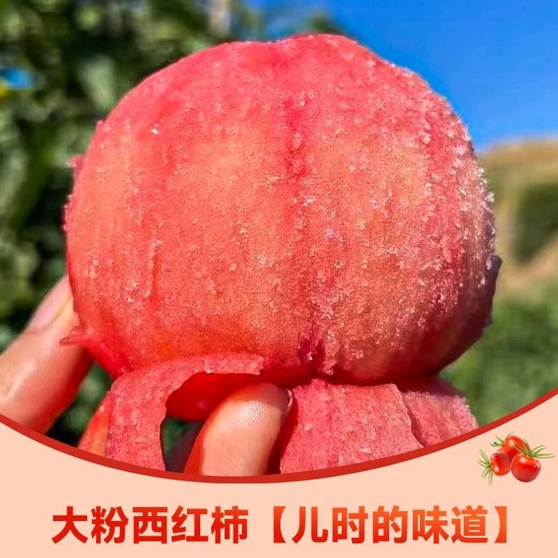 【粉果番茄种子】老品种西红柿沙瓤四季阳台庭院盆栽入口绵沙甜