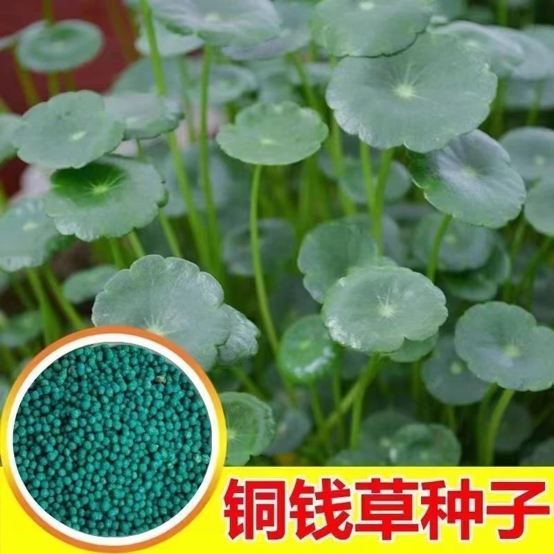 拍2发3【水培铜钱草种子】大叶水养种籽水培植物花卉盆栽室内常绿