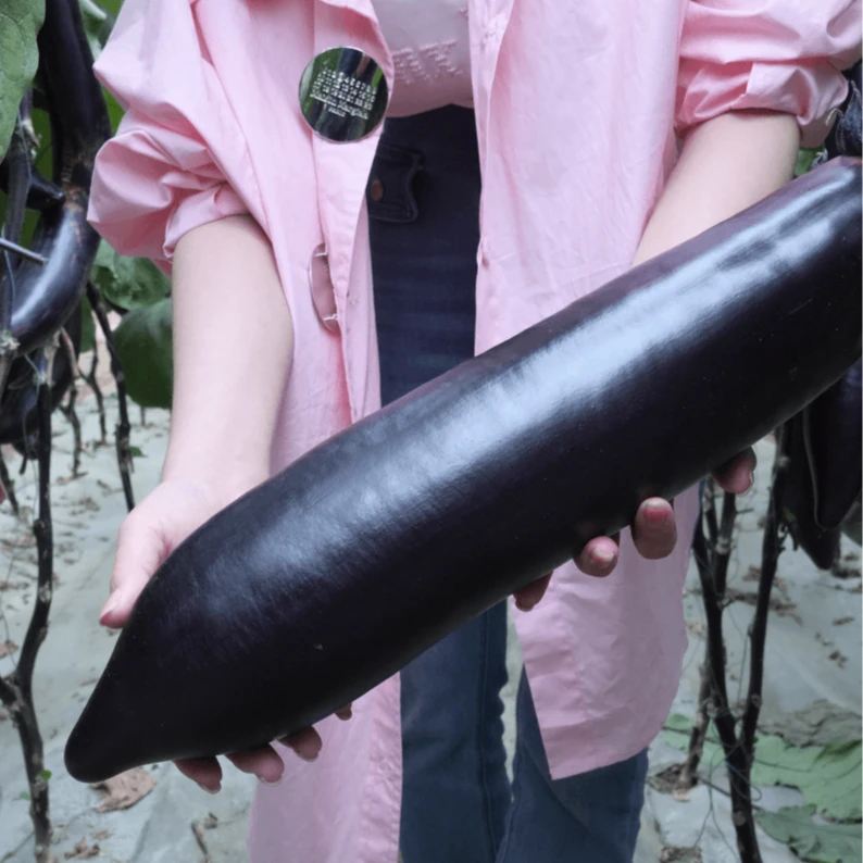 紫长茄子种子杭茄紫把长茄种子四季高产高产黑紫色蔬菜种子茄种子