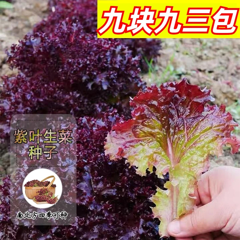 9.9元3包【紫叶生菜】种子四季阳台可种小院香甜可口可涮可拌可炒