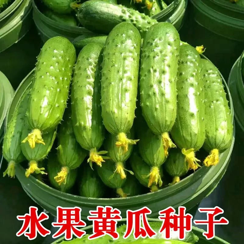 【水果小黄瓜】种子无刺四季可种阳台家庭种植脆嫩可口泡沫箱耐寒