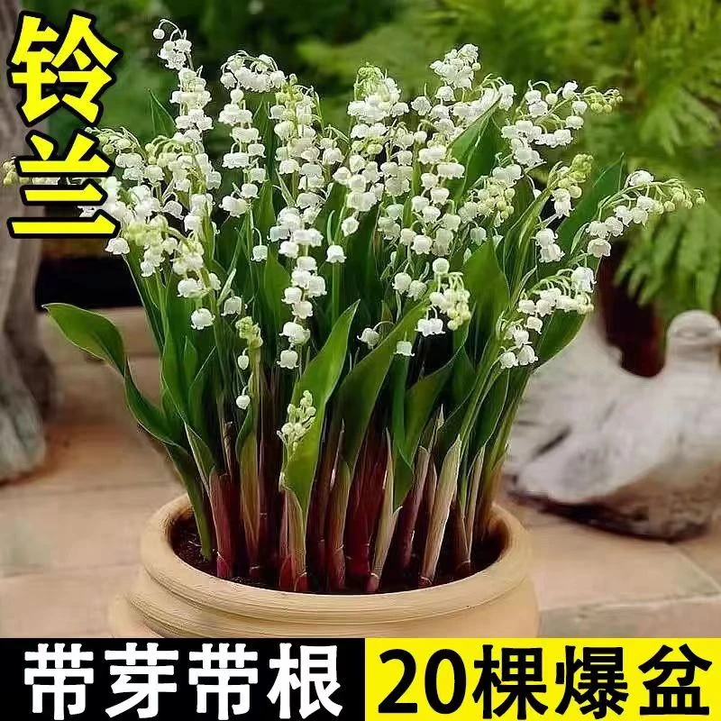 【香水铃兰花种球】浓香型多年生盆栽四季开花室内外耐寒耐冻好养