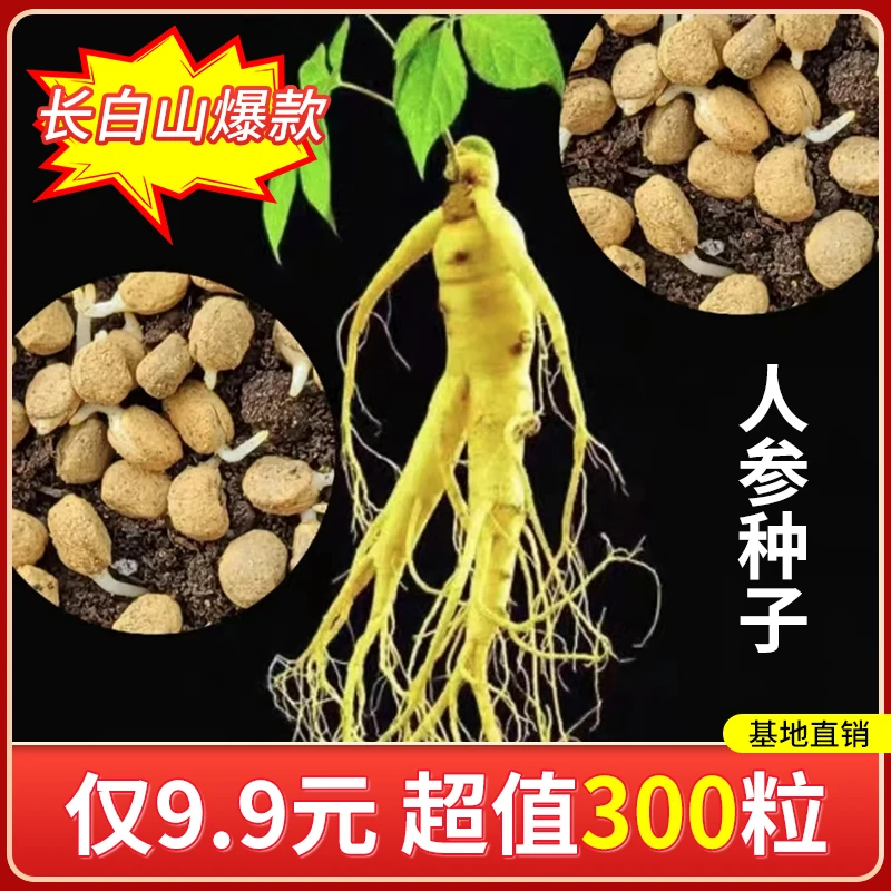 【9.9元3包】人参种子长白山人工种植阳台小院盆栽地栽耐旱