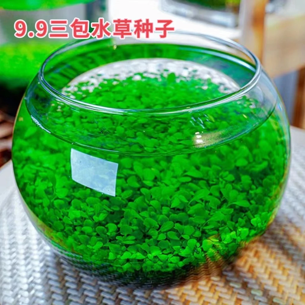水草种子鱼缸水草籽草缸造景真草水草孑牛毛草种子