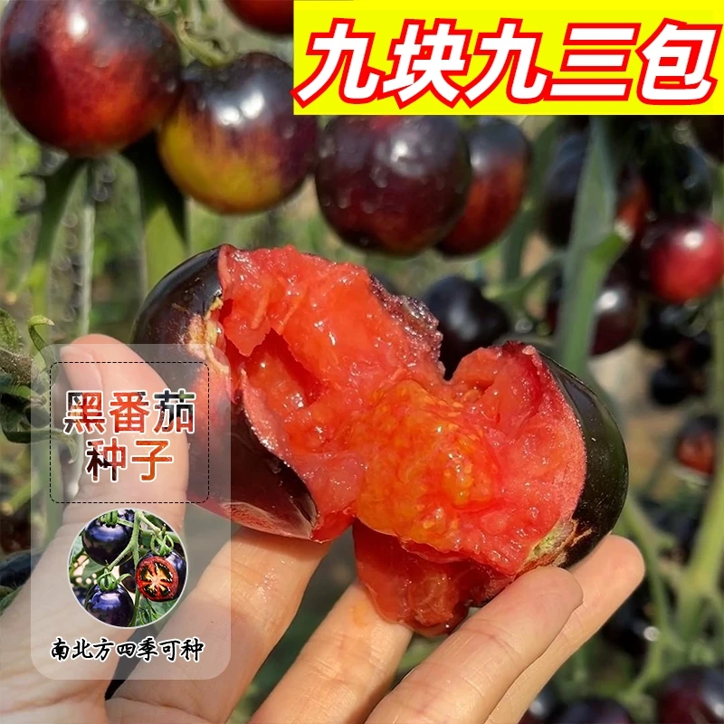9.9元3包【黑钻石番茄】种子盆栽阳台庭院花盆四季可种耐热耐寒