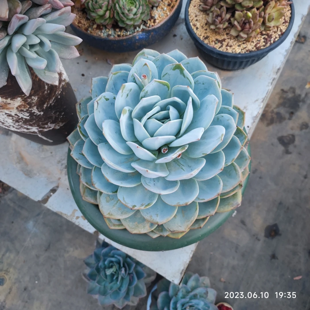 凤橙大单头35+冠幅云南多肉植物含盆物流价格