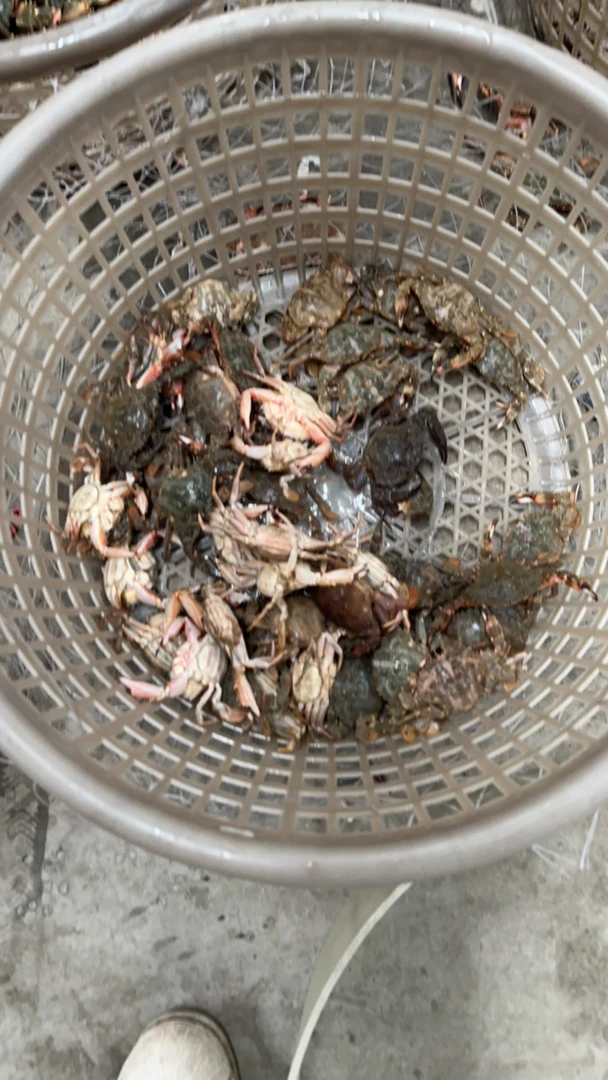 丹东东港花盖 鲜活发货保鲜保肥不保活不保腿全  纯当地滋滋甜