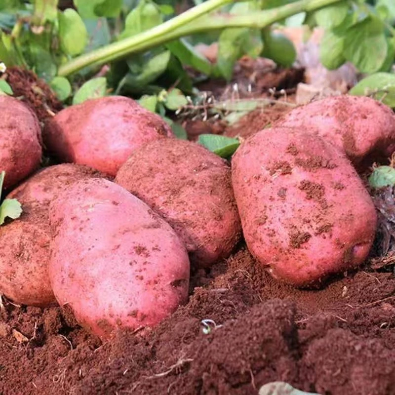 2025年新鲜现挖云南红皮黄心土豆5斤/9斤  (坏果包赔）