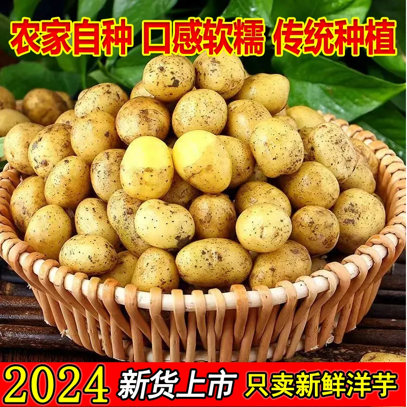 【2024】头茬贵州新鲜黄皮黄心农家迷你小土豆粉糯高山马铃薯小洋芋