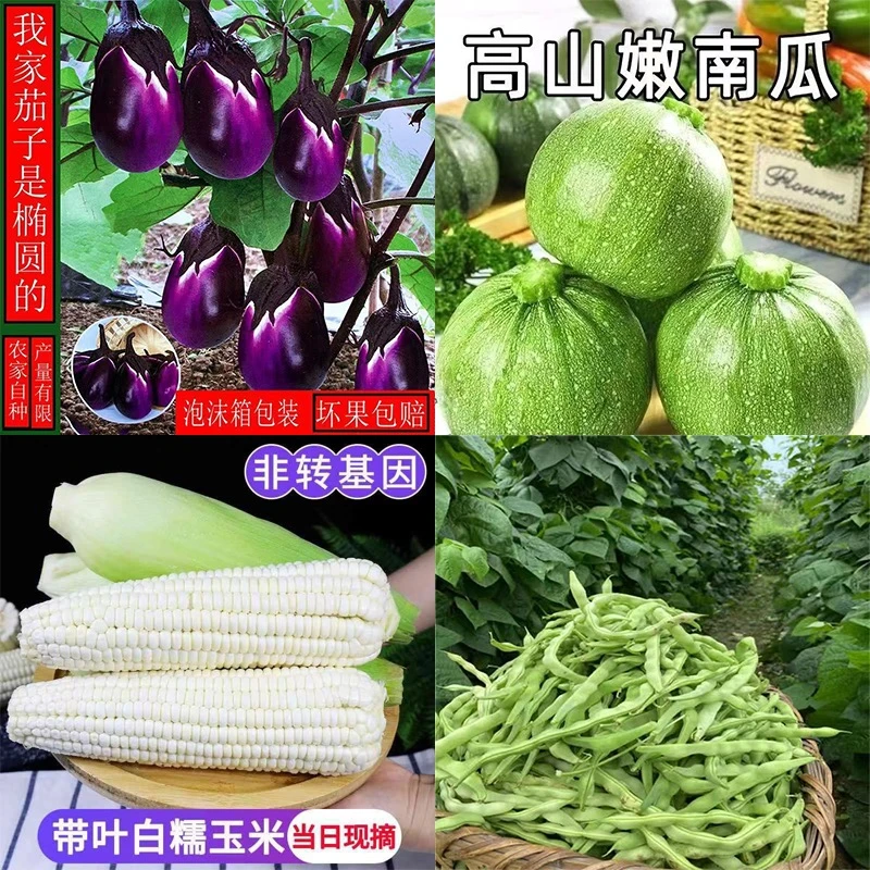 【顺丰包邮素瓜豆】贵州应季新鲜蔬菜小南瓜肉豆茄子糯玉米现摘现发