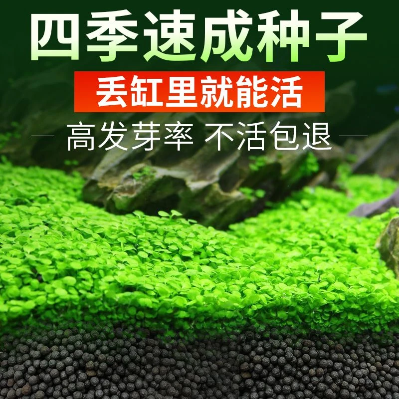 懒人速成水草种子鱼缸装饰迷你对叶活体造景套餐真植物养鱼