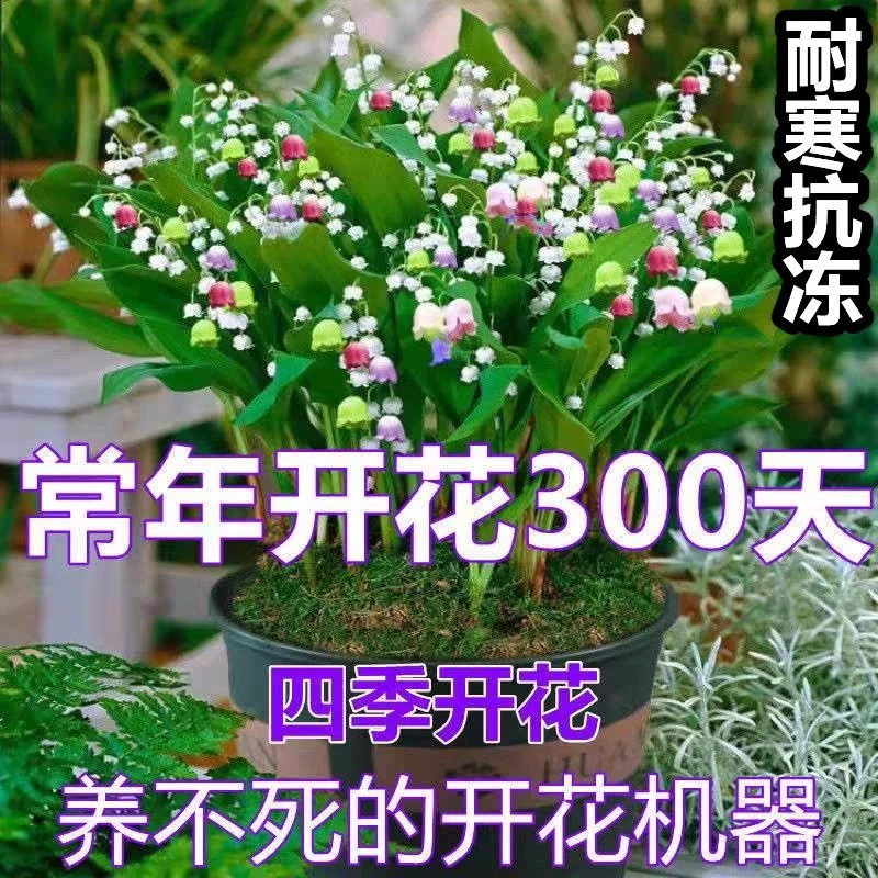 铃兰花苗带芽浓香驱蚊虫型花卉绿植阳台室内耐寒植物四季开花包邮