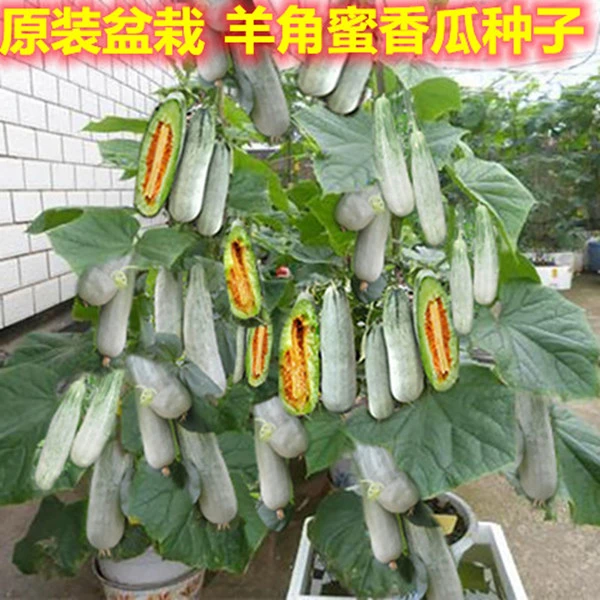 羊角蜜甜瓜种子高产特大羊角酥香瓜甜瓜种子羊角瓜四季水果种子