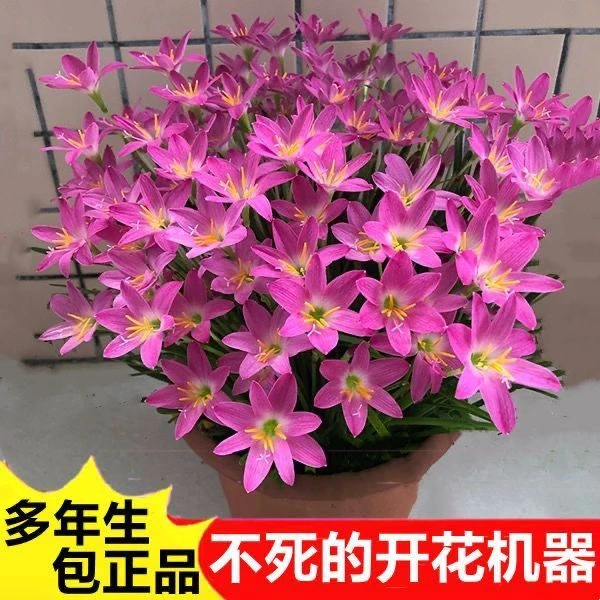 常年开花好养重瓣风雨兰清香型好养易活庭院阳台盆栽花卉耐寒耐热