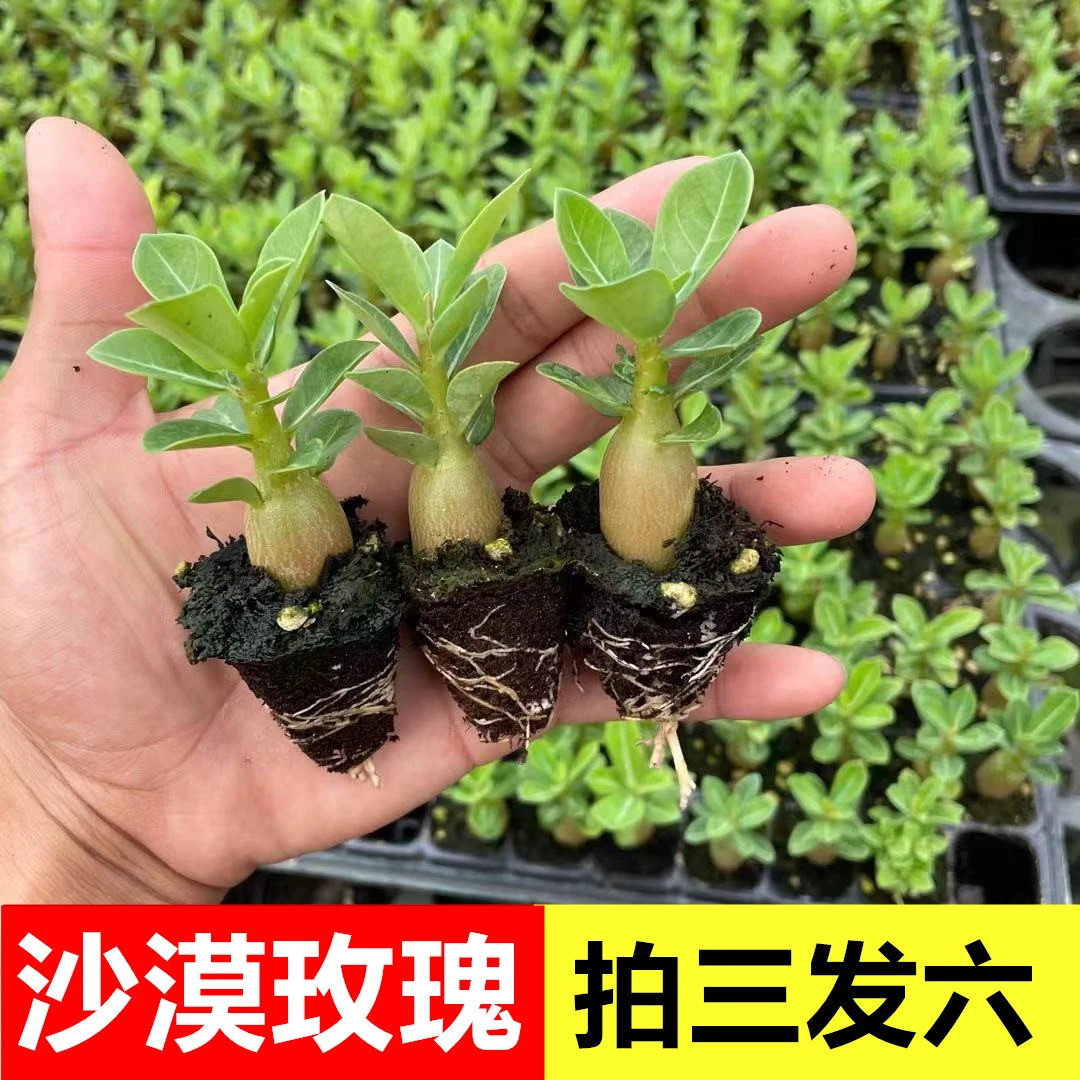 沙漠玫瑰盆栽沙漠玫瑰重瓣四季盆栽耐旱好养活南北方栽植易成活