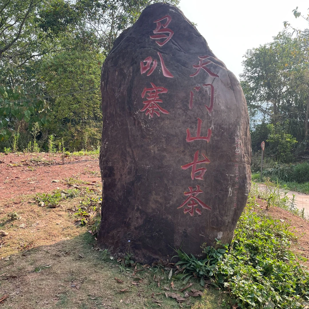 2024年天门山二类 易武天门山高杆古树纯料春茶生茶散茶