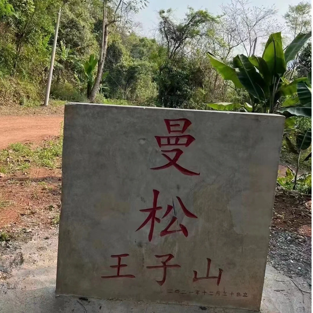 2024年依邦曼松王子山大树森林小乔木春茶幽兰香普洱生茶散茶