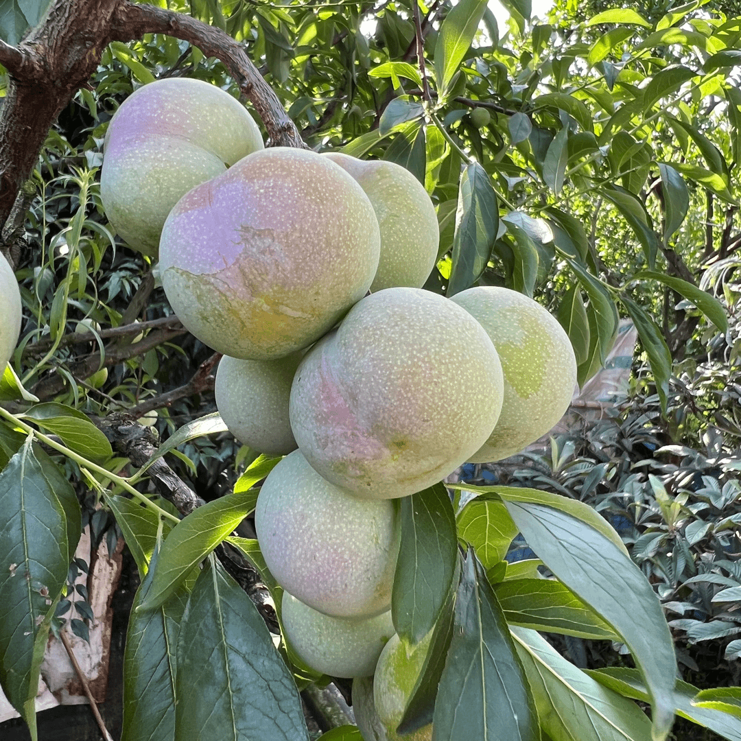 正宗四川半边红脱骨李茵红李脆甜多汁应季新鲜水果5斤包邮
