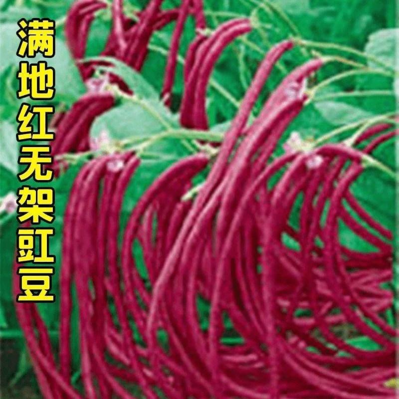 【全店满5件包邮】满地红无架豆种子春秋不搭架红豇豆种籽种四季豆